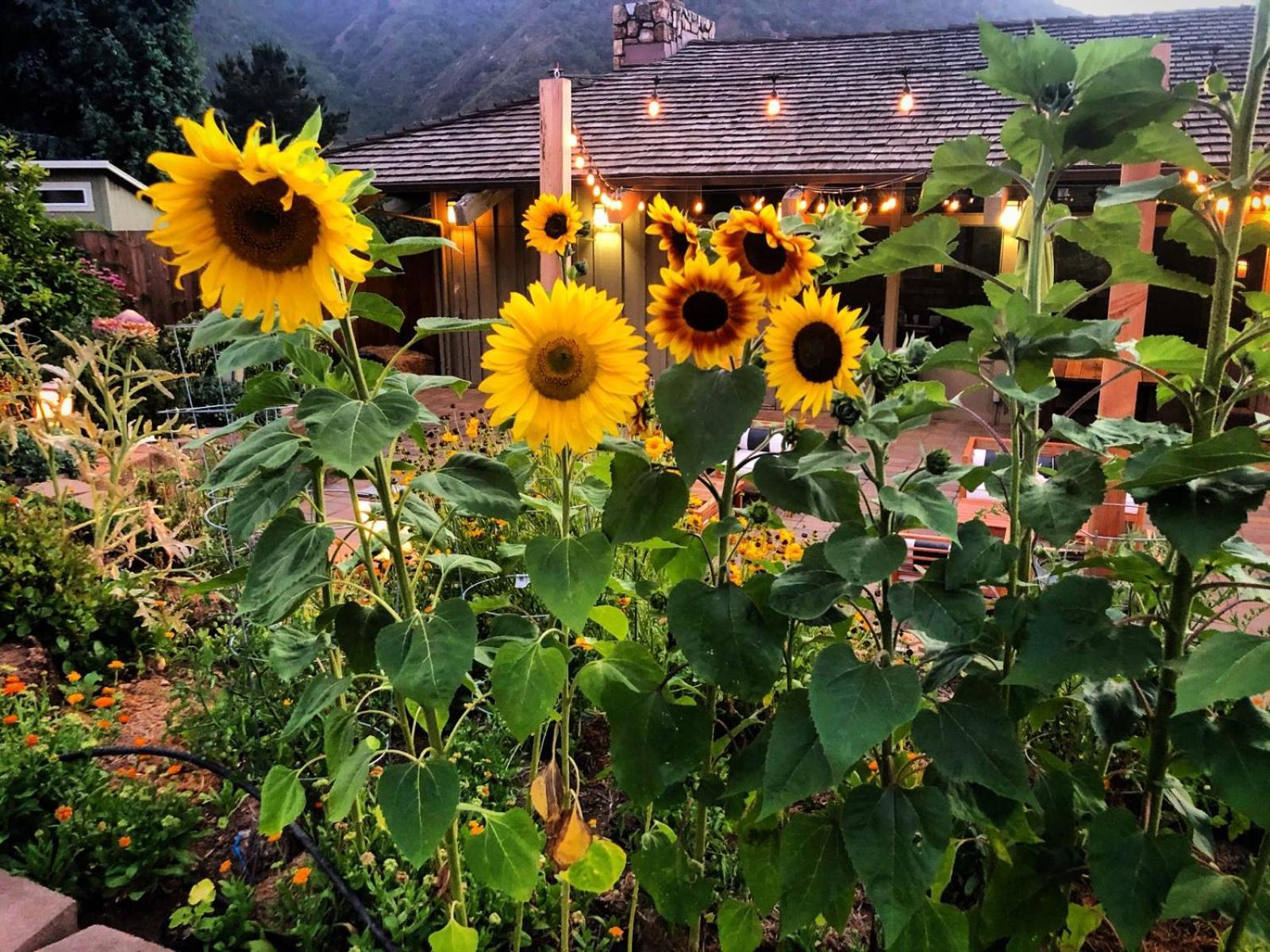 Carmel Valley Lodge Экстерьер фото
